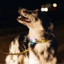 Beeztees Blinkende Hundeleine Parinca Premium -Angebote Hundenass Futter Store beeztees blinkende hundeleine parinca premium 1665076109