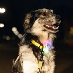 Beeztees Blinkendes Halsband Parinca Premium -Angebote Hundenass Futter Store beeztees blinkendes halsband parinca premium 1665072249