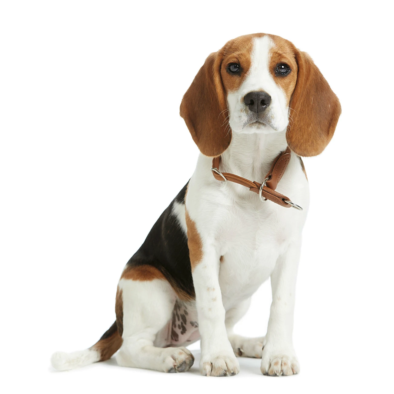 Hunter Dressurhalsung Elchleder Round & Soft 8 Hunter Dressurhalsung Elchleder Round & Soft – Bild 8