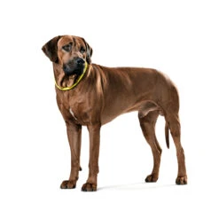 Hunter Dressurhalsung Freestyle Neon -Angebote Hundenass Futter Store dressurhalsung hunter freestyle neon 1521982111