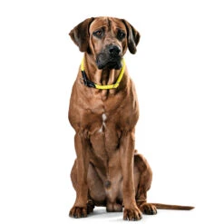 Hunter Dressurhalsung Freestyle Neon -Angebote Hundenass Futter Store dressurhalsung hunter freestyle neon 1521982121