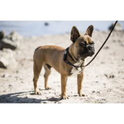 GoLeyGo Reflektierende Führleine 2.0 21 GoLeyGo Reflektierende Führleine 2.0 -Angebote Hundenass Futter Store goleygo reflektierende fuehrleine 2 0 1597762964