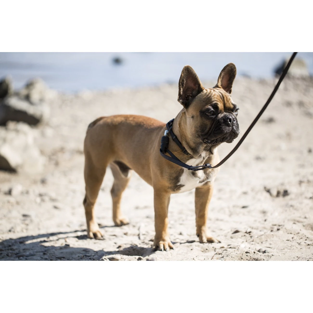 GoLeyGo Reflektierende Führleine 2.0 10 GoLeyGo Reflektierende Führleine 2.0 – Bild 10