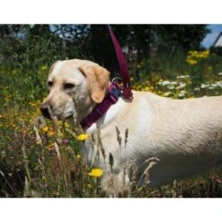 Nobby Halsband Classic Preno Royal -Angebote Hundenass Futter Store halsband classic preno royal 1573662337