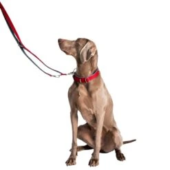 Nobby Halsband Classic Preno Royal -Angebote Hundenass Futter Store halsband classic preno royal 1573662341