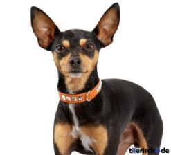 Hunter Halsband Rocky Petit Für Kleine Hunde -Angebote Hundenass Futter Store halsband rocky petit fuer kleine hunde 1392125153