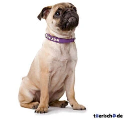 Hunter Halsband Rocky Petit Für Kleine Hunde -Angebote Hundenass Futter Store halsband rocky petit fuer kleine hunde 1392125159