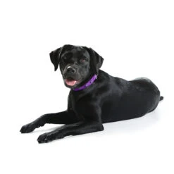 Hunter Hundehalsband Softie Kunstleder -Angebote Hundenass Futter Store halsband softie nubuk art leder 1446809251