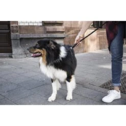 GoLeyGo Hunde Rundleine 2.0 Rope -Angebote Hundenass Futter Store hunde rundleine goleygo 2 0 rope 1570801257