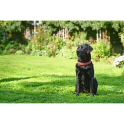 Hunter Hundehalsband Softie Stone -Angebote Hundenass Futter Store hundehalsband softie stone 1549537610