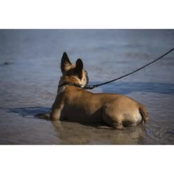 GoLeyGo Hundeleine Flat 2.0 -Angebote Hundenass Futter Store hundeleine flat goleygo 2 0 1570801130