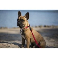 GoLeyGo Hundeleine Flat 2.0 -Angebote Hundenass Futter Store hundeleine flat goleygo 2 0 1570801166