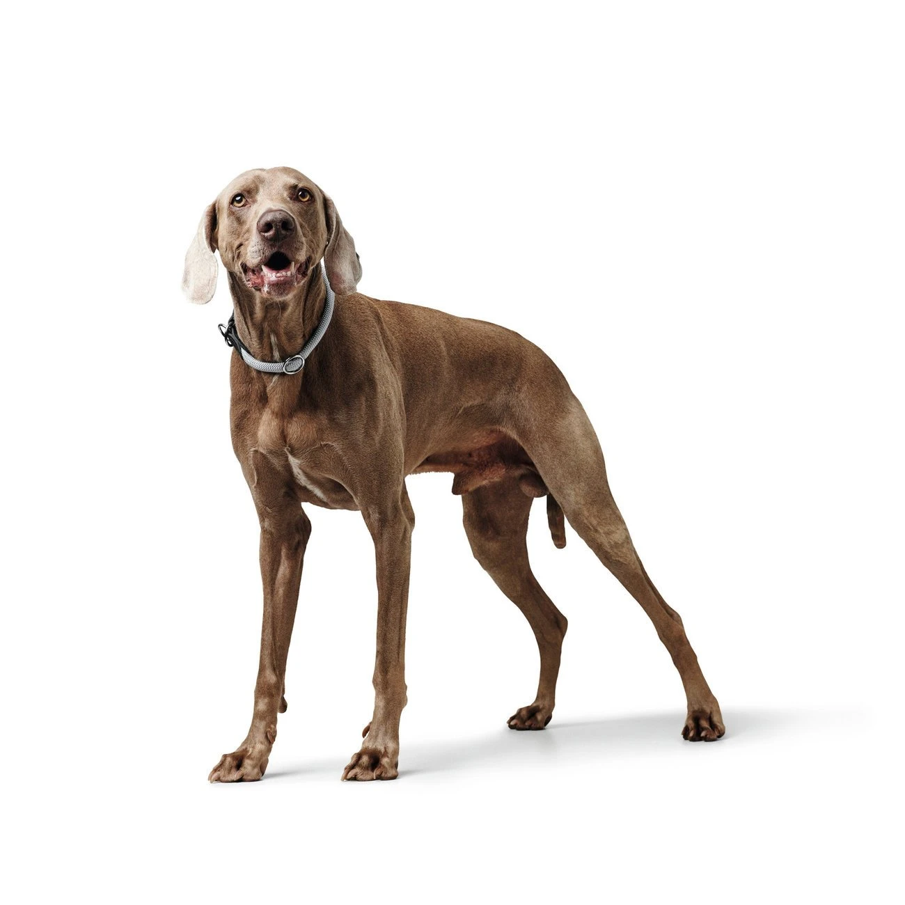 Hunter Dressurhalsung Eiby Freestyle 6 Hunter Dressurhalsung Eiby Freestyle – Bild 6