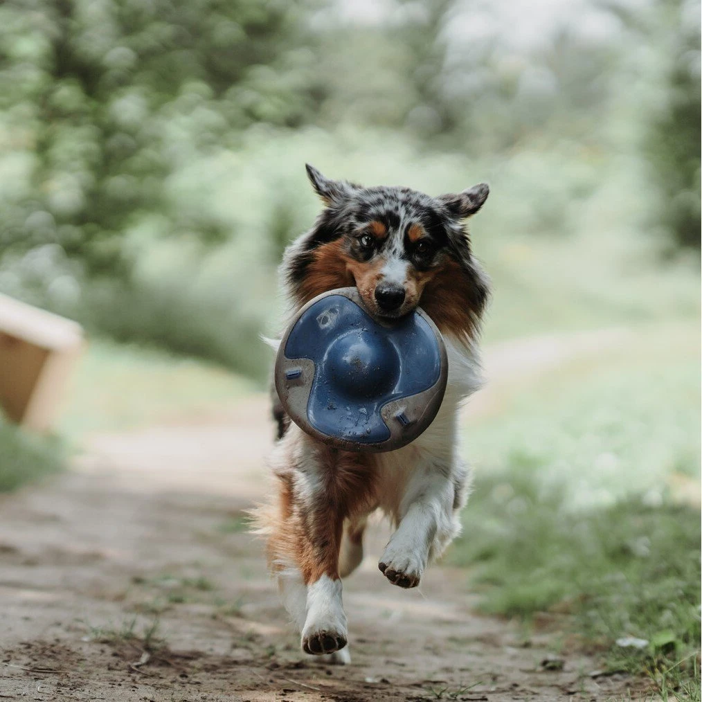 Hunter Frisbee Sansibar Morsum 2 Hunter Frisbee Sansibar Morsum – Bild 2