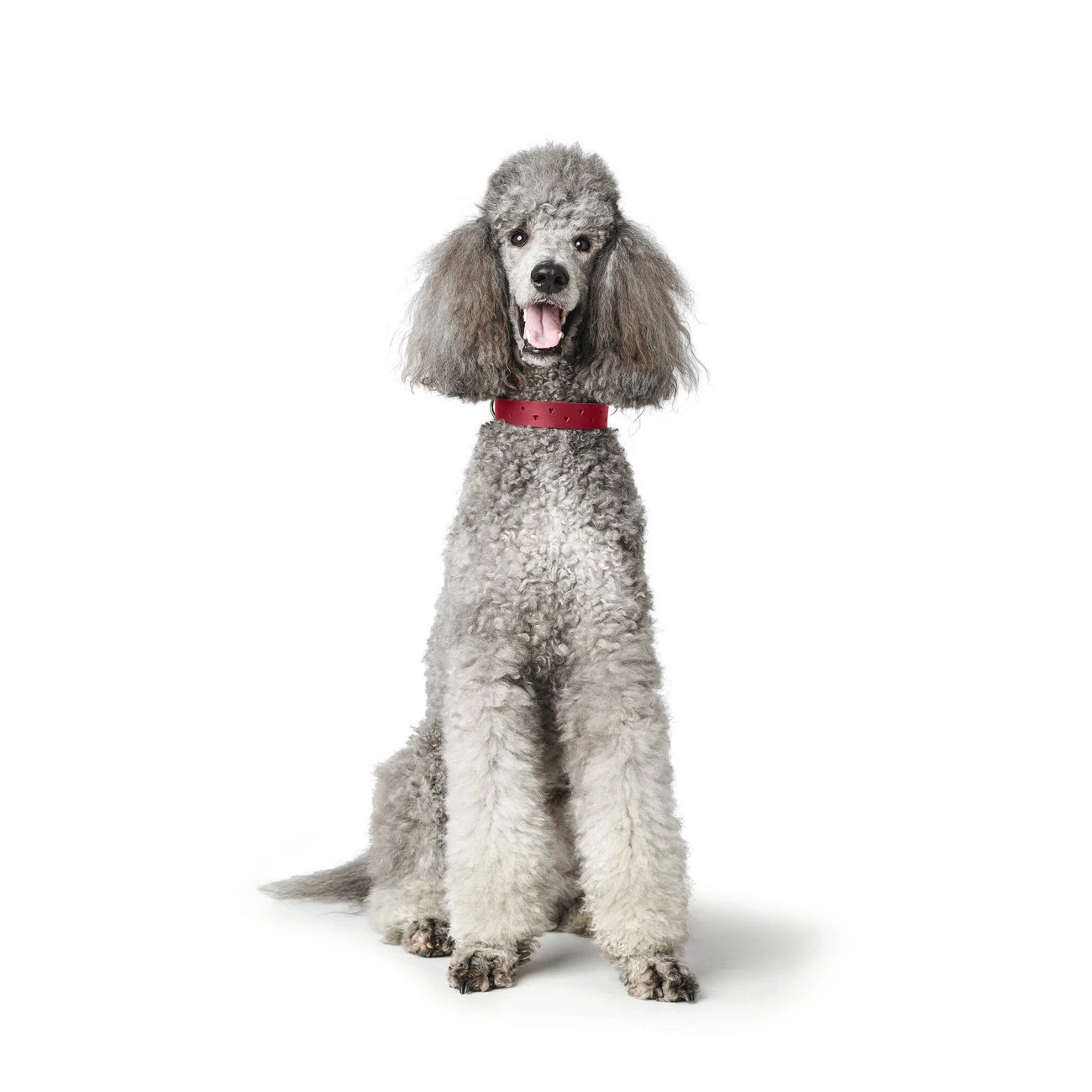 Hunter Halsband Aalborg Soul 17 Hunter Halsband Aalborg Soul – Bild 17