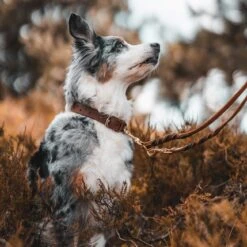 Hunter Halsband Aalborg Soul 18 Hunter Halsband Aalborg Soul -Angebote Hundenass Futter Store hunter halsband aalborg soul 1631194948