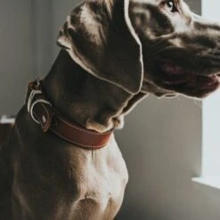 Hunter Halsband Aalborg Special Leder 33 Hunter Halsband Aalborg Special Leder -Angebote Hundenass Futter Store hunter halsband aalborg special leder 1630397718