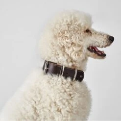 Hunter Halsband Aalborg Special Leder 24 Hunter Halsband Aalborg Special Leder -Angebote Hundenass Futter Store hunter halsband aalborg special leder 1630397720