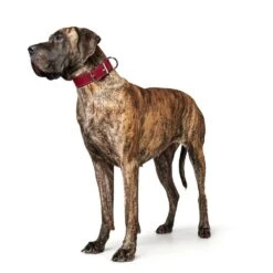 Hunter Halsband Aalborg Special Leder 39 Hunter Halsband Aalborg Special Leder -Angebote Hundenass Futter Store hunter halsband aalborg special leder 1630397722