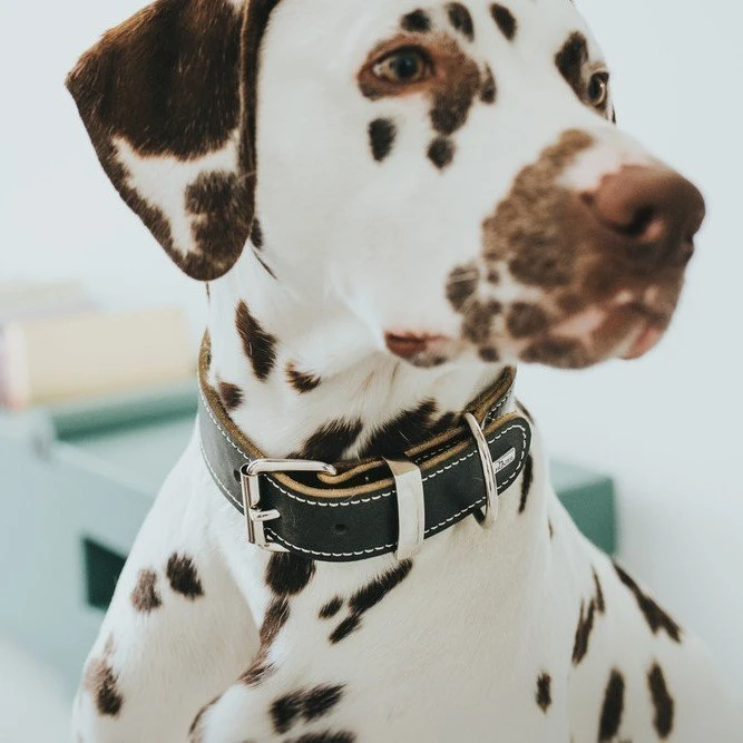 Hunter Halsband Aalborg Special Leder 2 Hunter Halsband Aalborg Special Leder – Bild 2