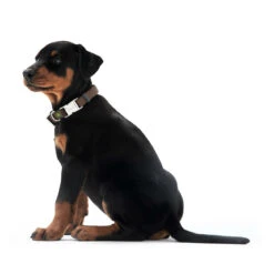 Hunter Halsband Vario Basic Alu Strong Verschluss -Angebote Hundenass Futter Store hunter halsband alu strong verschluss 1504542188