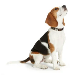 Hunter Halsband Vario Basic Alu Strong Verschluss -Angebote Hundenass Futter Store hunter halsband alu strong verschluss 1504542244