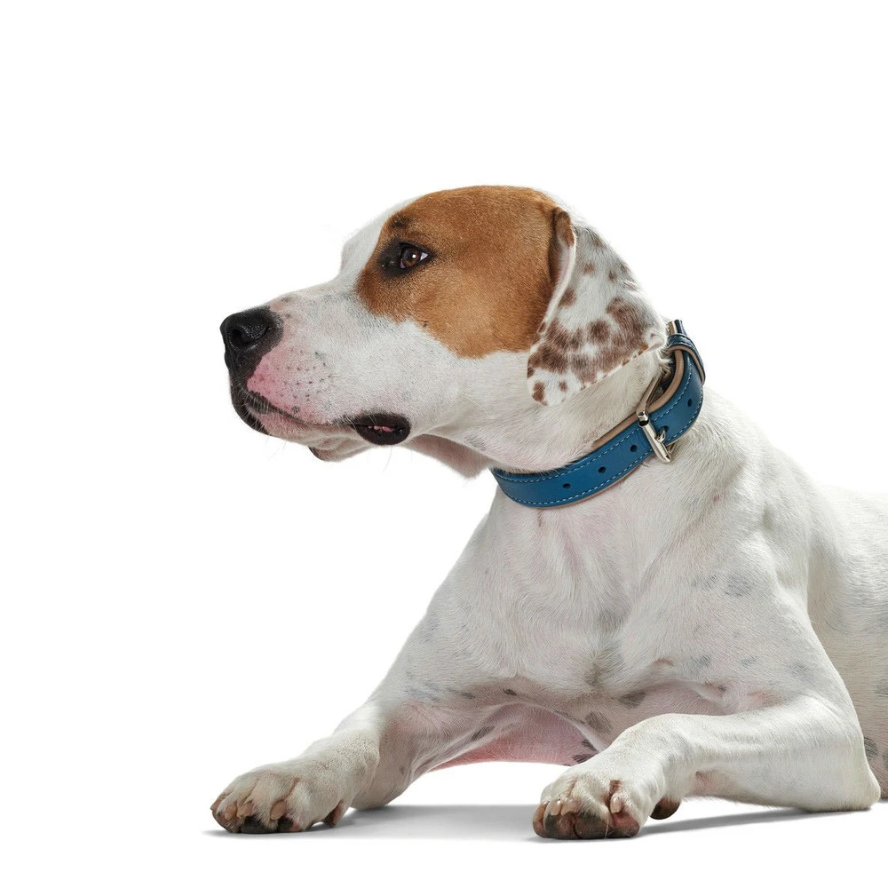 Hunter Halsband Canadian Aus Elchleder 4 Hunter Halsband Canadian Aus Elchleder – Bild 4