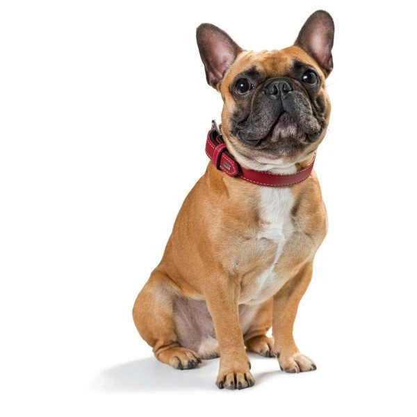 Hunter Halsband Canadian Aus Elchleder 16 Hunter Halsband Canadian Aus Elchleder – Bild 16