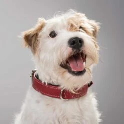 Hunter Halsband Canadian Aus Elchleder 28 Hunter Halsband Canadian Aus Elchleder -Angebote Hundenass Futter Store hunter halsband canadian aus elchleder 1607586644