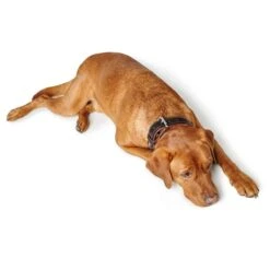 Hunter Halsband Canadian Up -Angebote Hundenass Futter Store hunter halsband canadian up 1679645887