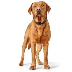 Hunter Halsband Canadian Up -Angebote Hundenass Futter Store hunter halsband canadian up 1679645889