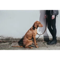 Hunter Halsband Cody Bisonleder 14 Hunter Halsband Cody Bisonleder -Angebote Hundenass Futter Store hunter halsband cody bisonleder 1509129342