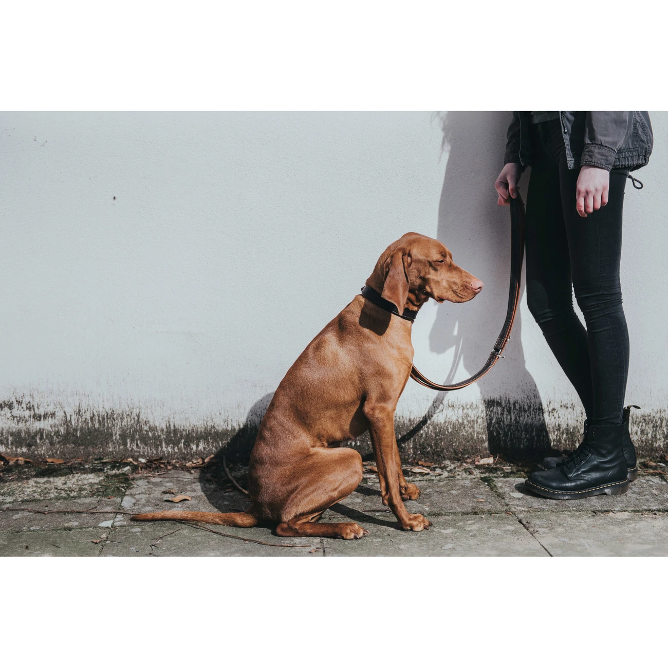 Hunter Halsband Cody Bisonleder 7 Hunter Halsband Cody Bisonleder – Bild 7