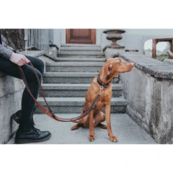 Hunter Halsband Cody Bisonleder 15 Hunter Halsband Cody Bisonleder -Angebote Hundenass Futter Store hunter halsband cody bisonleder 1509129358