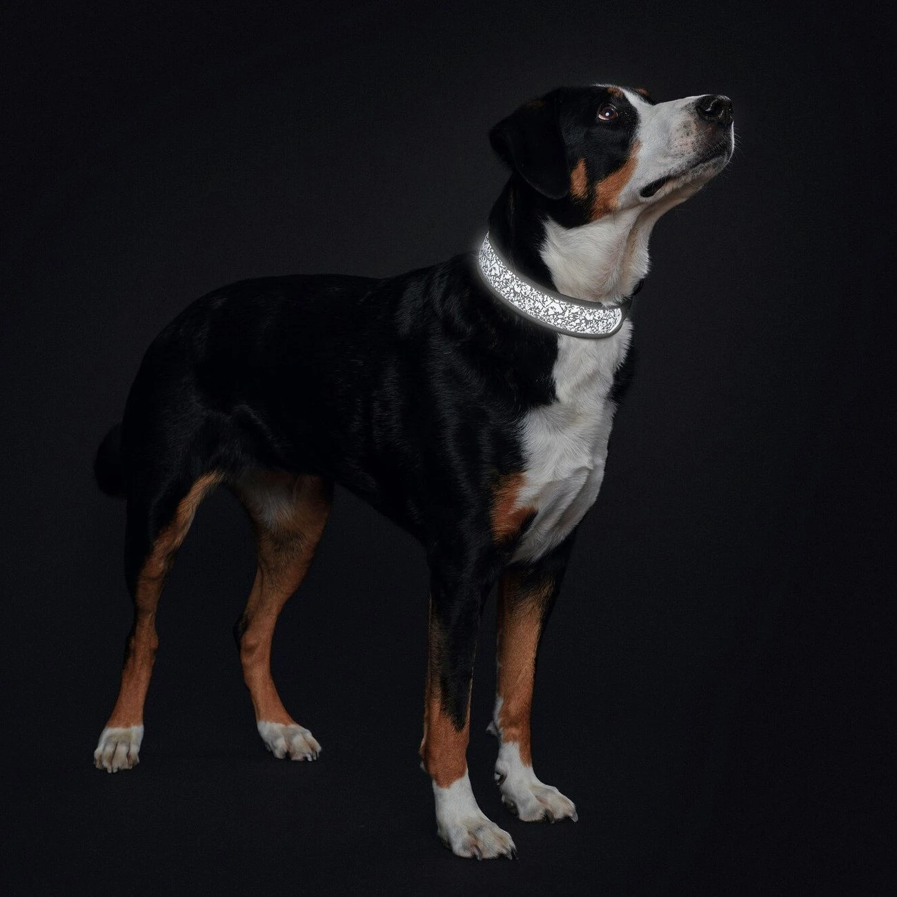 Hunter Halsband Divo Reflect 2 Hunter Halsband Divo Reflect – Bild 2