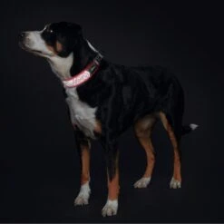 Hunter Halsband Divo Reflect 13 Hunter Halsband Divo Reflect -Angebote Hundenass Futter Store hunter halsband divo reflect 1627636099