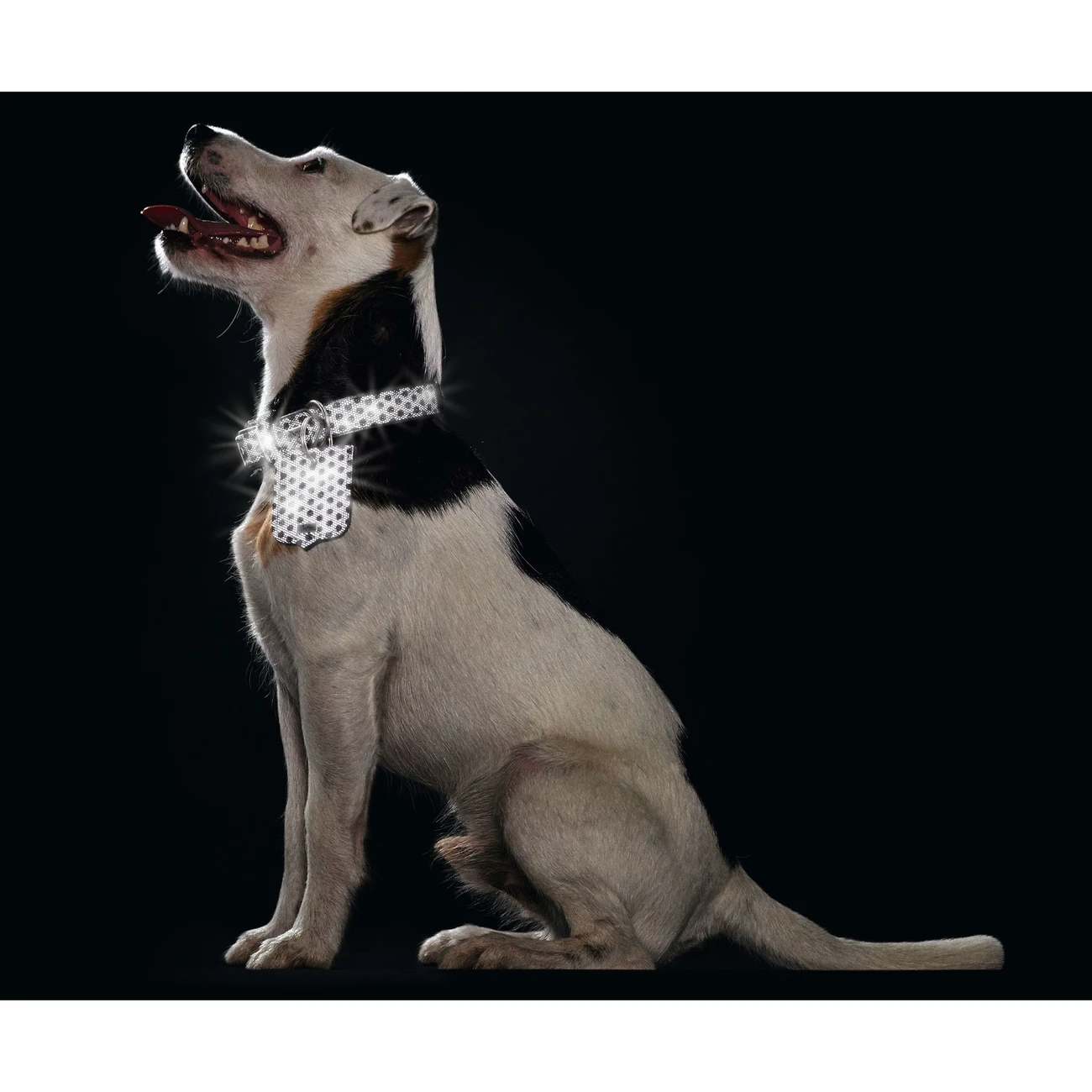 Hunter Halsband Hella Reflect Reflektierend 6 Hunter Halsband Hella Reflect Reflektierend – Bild 6