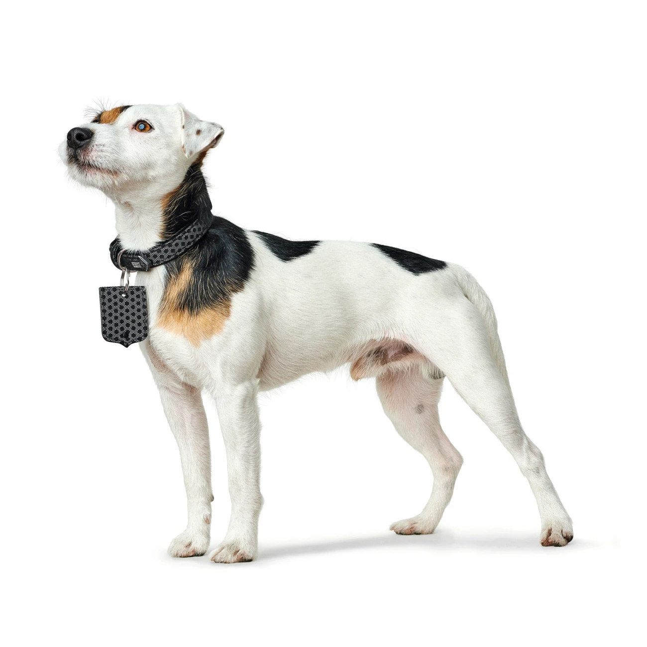 Hunter Halsband Hella Reflect Reflektierend 8 Hunter Halsband Hella Reflect Reflektierend – Bild 8