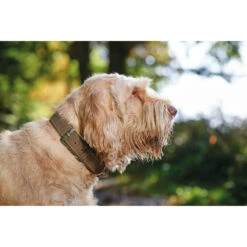 Hunter Halsband Hunting Aus Leder 9 Hunter Halsband Hunting Aus Leder -Angebote Hundenass Futter Store hunter halsband hunting aus leder 1469184386