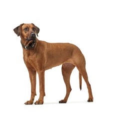 Hunter Halsband Larvik Softvollrindleder -Angebote Hundenass Futter Store hunter halsband larvik softvollrindleder 1535290759