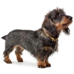 Hunter Halsband List Nautic -Angebote Hundenass Futter Store hunter halsband list nautic 1606904826