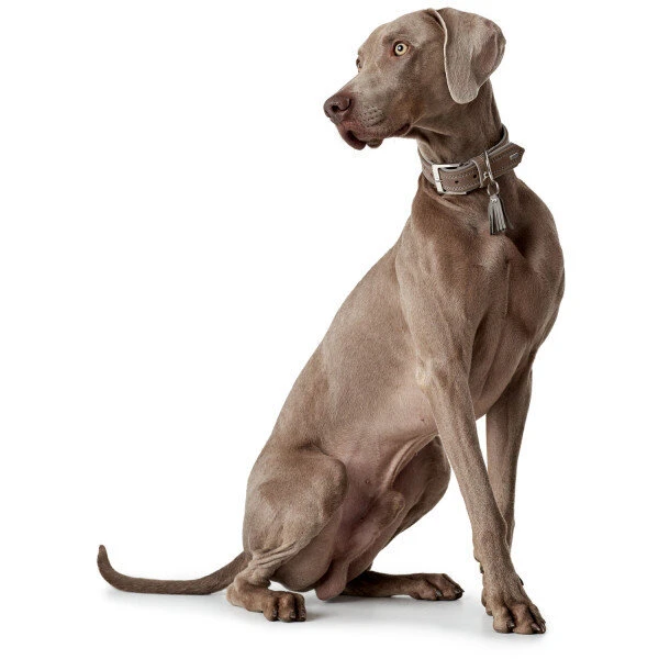 Hunter Halsband Lucca Leder 9 Hunter Halsband Lucca Leder – Bild 9