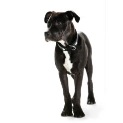 Hunter Halsband Magic Star -Angebote Hundenass Futter Store hunter halsband magic star 1486219478