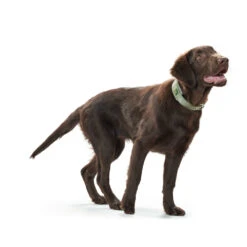 Hunter Halsband Neopren Reflect -Angebote Hundenass Futter Store hunter halsband neopren reflect 1468406551