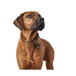 Hunter Halsband Tara Juchtenleder -Angebote Hundenass Futter Store hunter halsband tara juchtenleder 1531125204