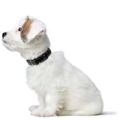 Hunter Halsung Canadian Up Für Kleine Hunde -Angebote Hundenass Futter Store hunter halsung canadian up fuer kleine hunde 1679649062