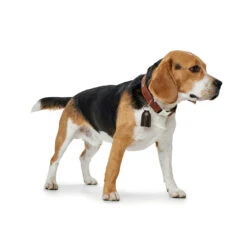 Hunter Halsung Cody Alu-Strong Bison Leder -Angebote Hundenass Futter Store hunter halsung cody alu strong bison leder 1509127433