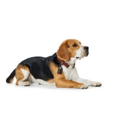 Hunter Halsung Cody Alu-Strong Bison Leder -Angebote Hundenass Futter Store hunter halsung cody alu strong bison leder 1509127493