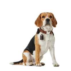 Hunter Halsung Cody Alu-Strong Bison Leder -Angebote Hundenass Futter Store hunter halsung cody alu strong bison leder 1509127547