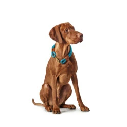 Hunter Halsung Halsband Oss Für Hunde 26 Hunter Halsung Halsband Oss Für Hunde -Angebote Hundenass Futter Store hunter halsung halsband oss fuer hunde 1535288371